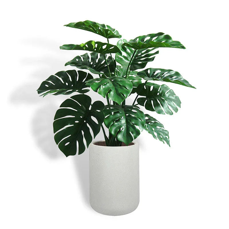 Large Monstera plant in gray ceramic planter, natural leaves - House of Avana