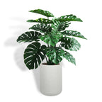 Large Monstera plant in gray ceramic planter, natural leaves - House of Avana
