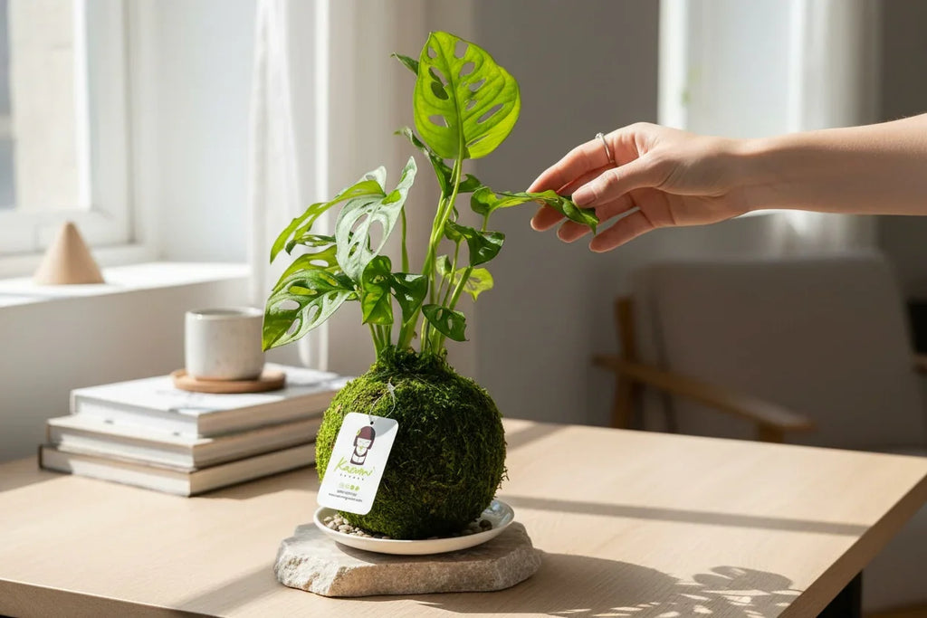 kokedama monstera Monstera Swiss Cheese