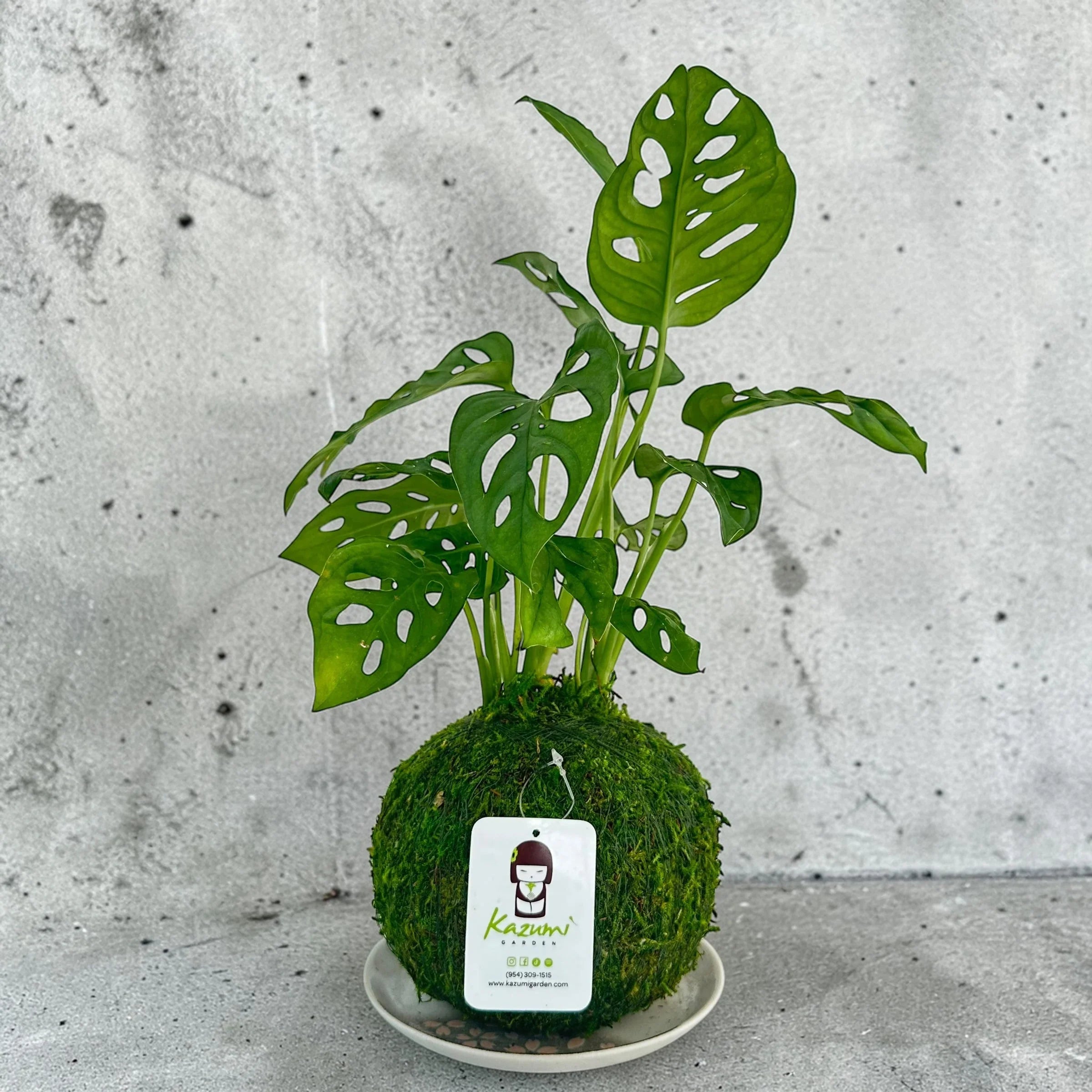 Monstera Swiss Cheese