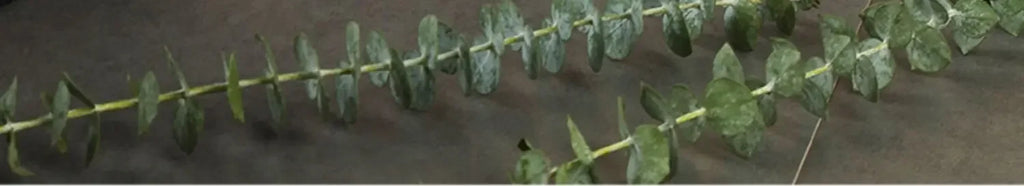 Natural Acacia Wood Dessert Plate, Separated Meal Plate, Household Fruit Plate, Snacks, Household Candy Wooden Bowl Tableware - House Of Avana