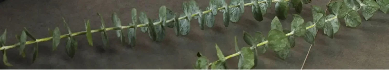 Natural Acacia Wood Dessert Plate, Separated Meal Plate, Household Fruit Plate, Snacks, Household Candy Wooden Bowl Tableware - House Of Avana