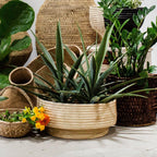 Natural Woven Dengu Basket Kanju Interiors