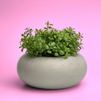 Perfect Succulent Planter, front view - House Of Avana