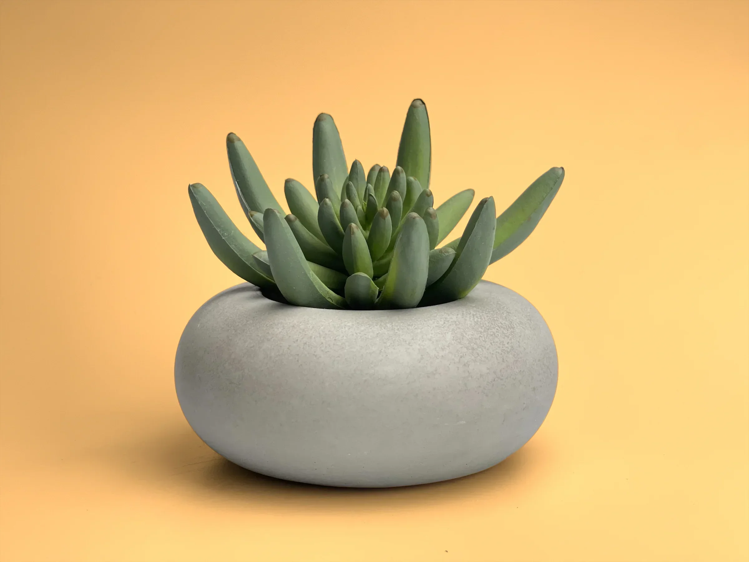 Perfect Succulent Planter, side view - House Of Avana