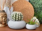 Perfect Succulent Planter AURA 8 HOME