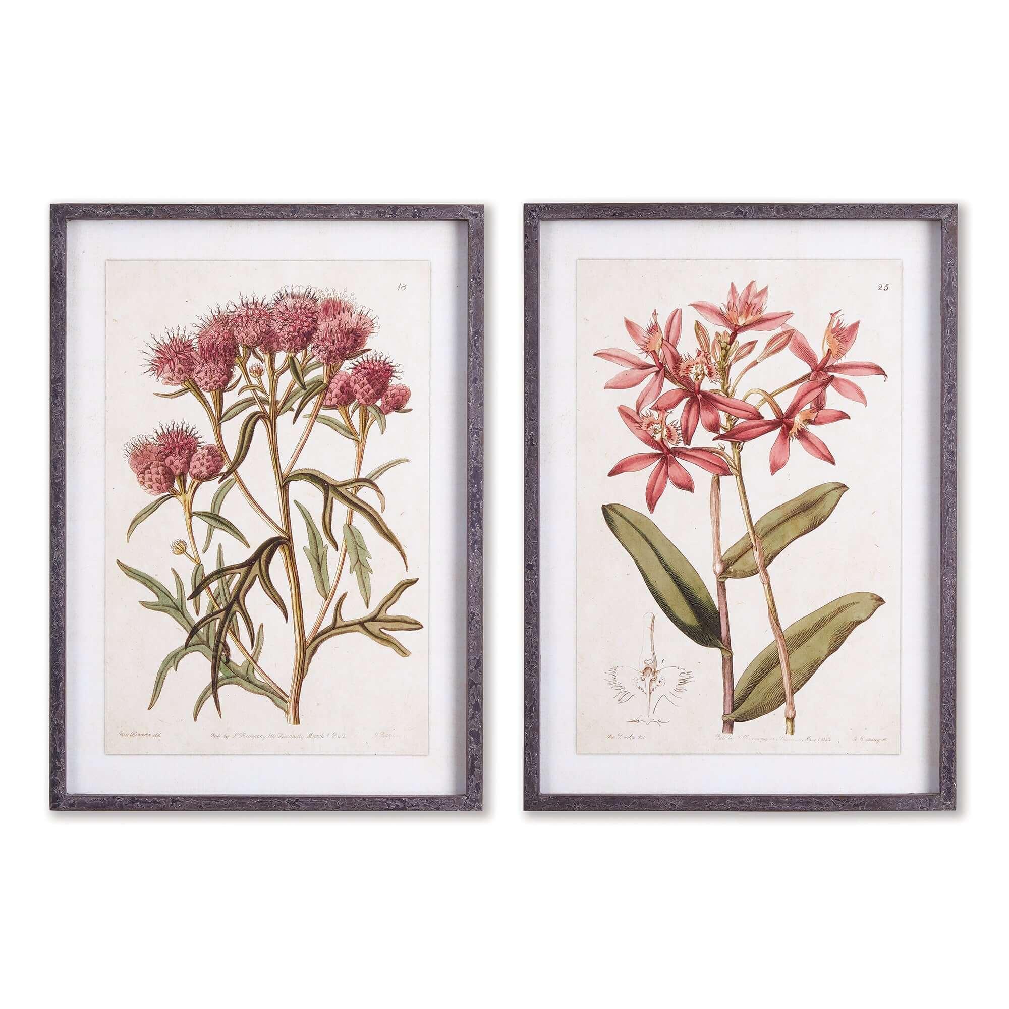 Pink Vintage Botanical Floral Prints (Set of 2) Vintage Shopper