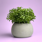 Mini Succulent Planter | Air Plant Holder, front view - House Of Avana