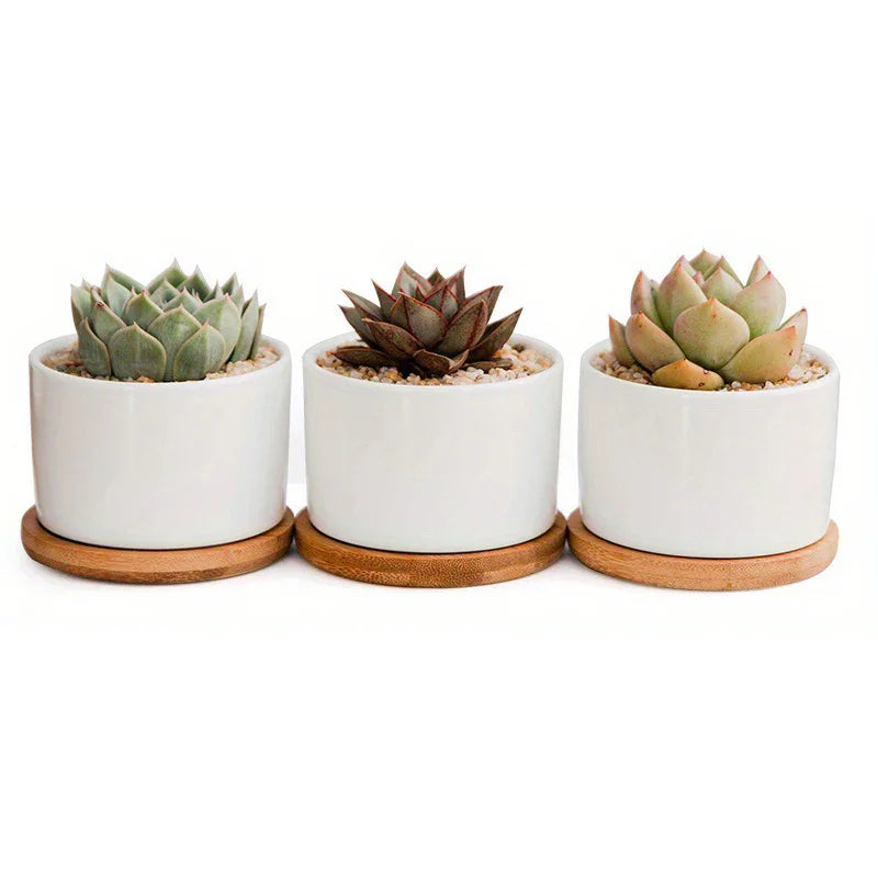 Ceramic Succulent Planter with Drainage Hole & Tray, angled view - House Of Avana