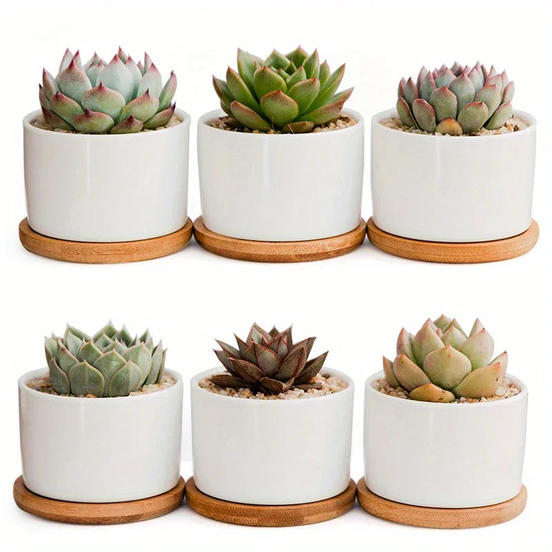 Ceramic Succulent Planter with Drainage Hole & Tray, back view - House Of Avana