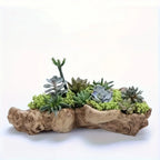 Vintage Wood Bark Planter for Succulents - House Of Avana