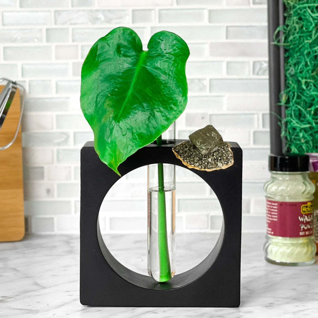 PYRITE PROPAGATION STATION AURA 8 HOME