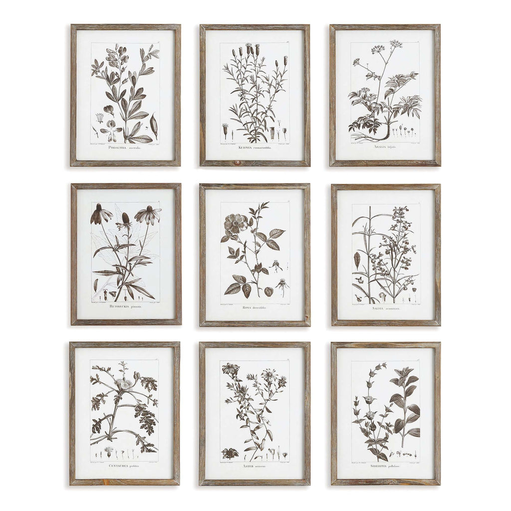 Rustic Botanical Sepia Wall Art Prints (Set of 9) Vintage Shopper