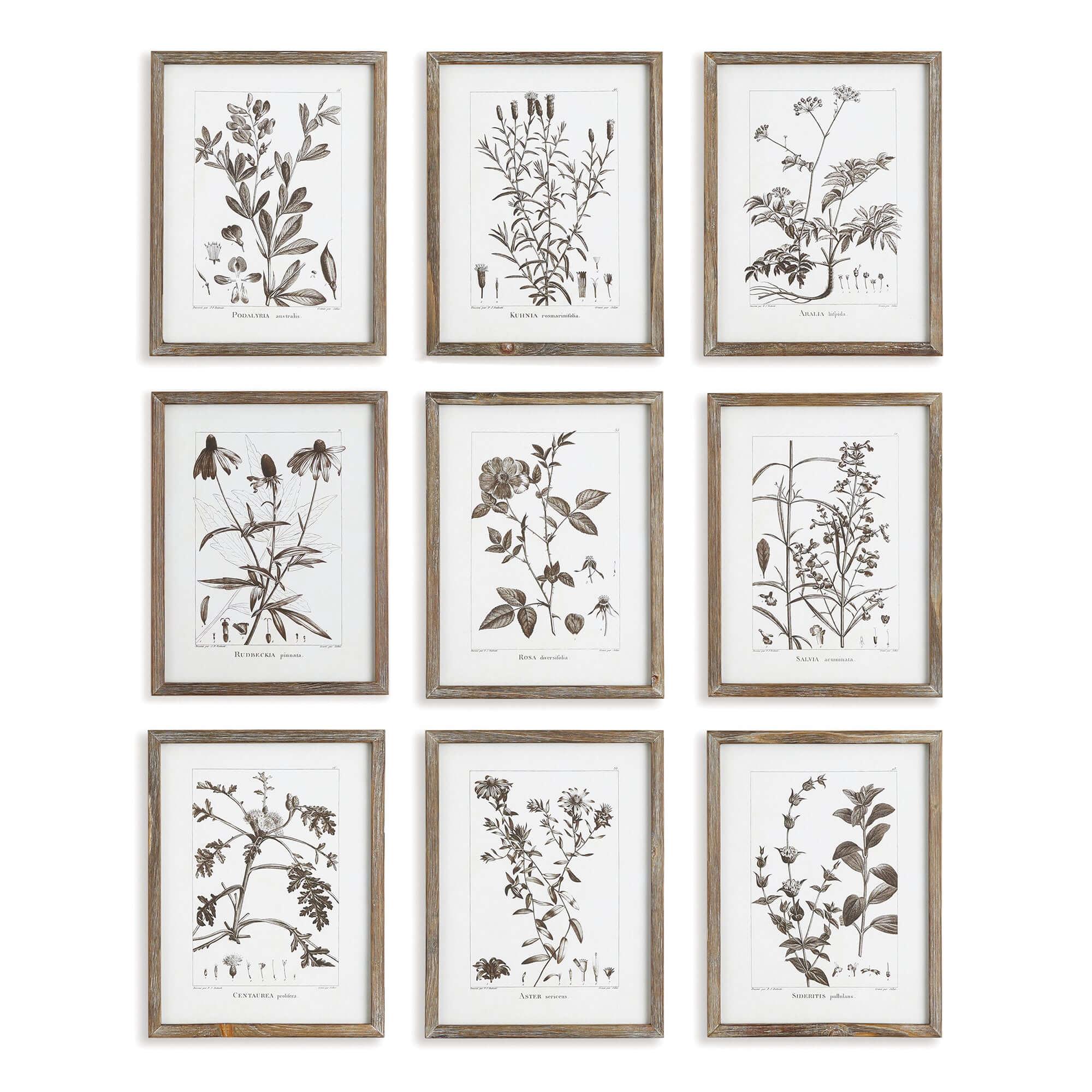 Rustic Botanical Sepia Wall Art Prints (Set of 9) Vintage Shopper