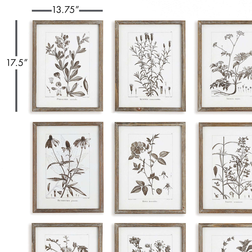 Rustic Botanical Sepia Wall Art Prints (Set of 9) Vintage Shopper
