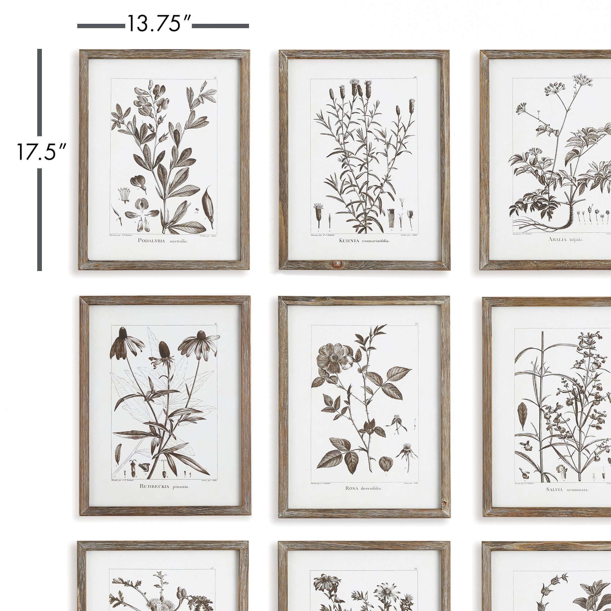 Rustic Botanical Sepia Wall Art Prints (Set of 9) Vintage Shopper