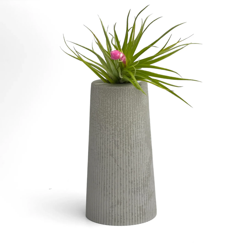 SKINNY MINI VASE | AIR PLANT HOLDER AURA 8 HOME
