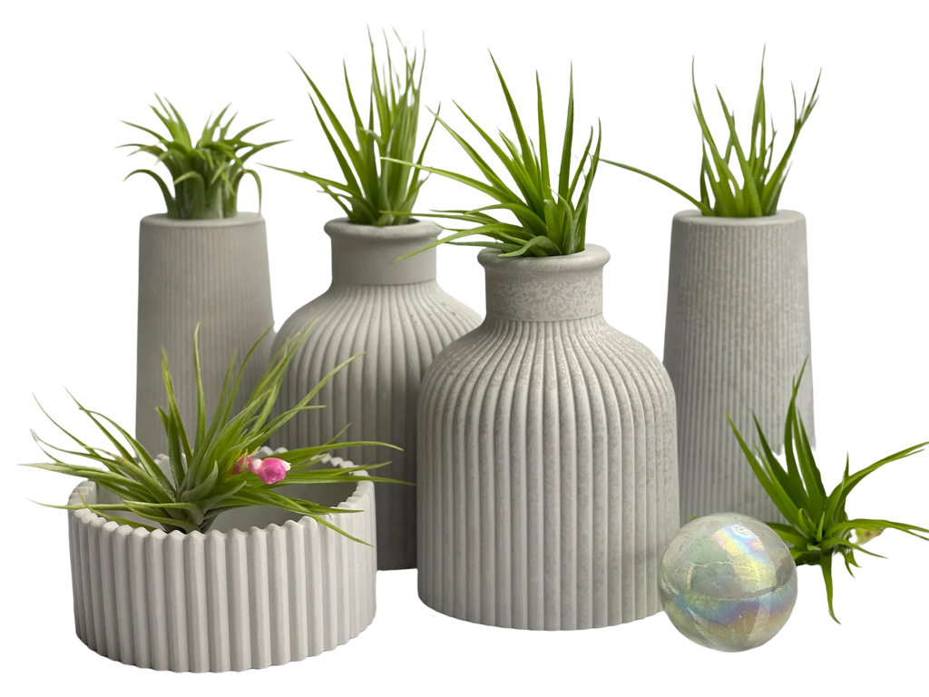 SKINNY MINI VASE | AIR PLANT HOLDER AURA 8 HOME