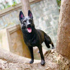 German Shepherd Statue for Realistic Military Style Decor - House Of Avana