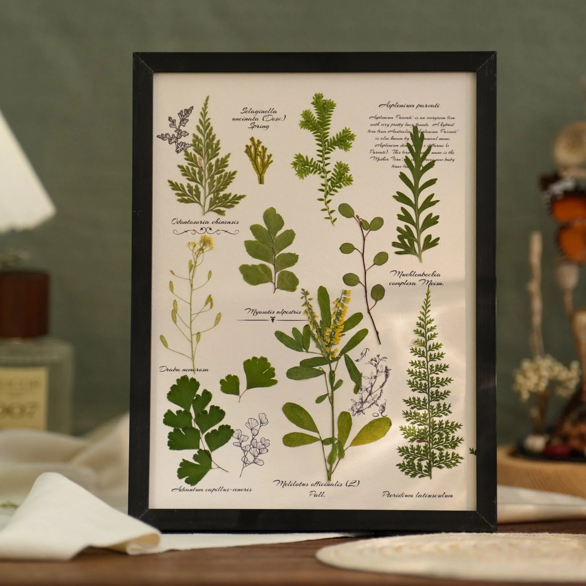 "The Botanist's Journal" Pressed Flower Art Frame
