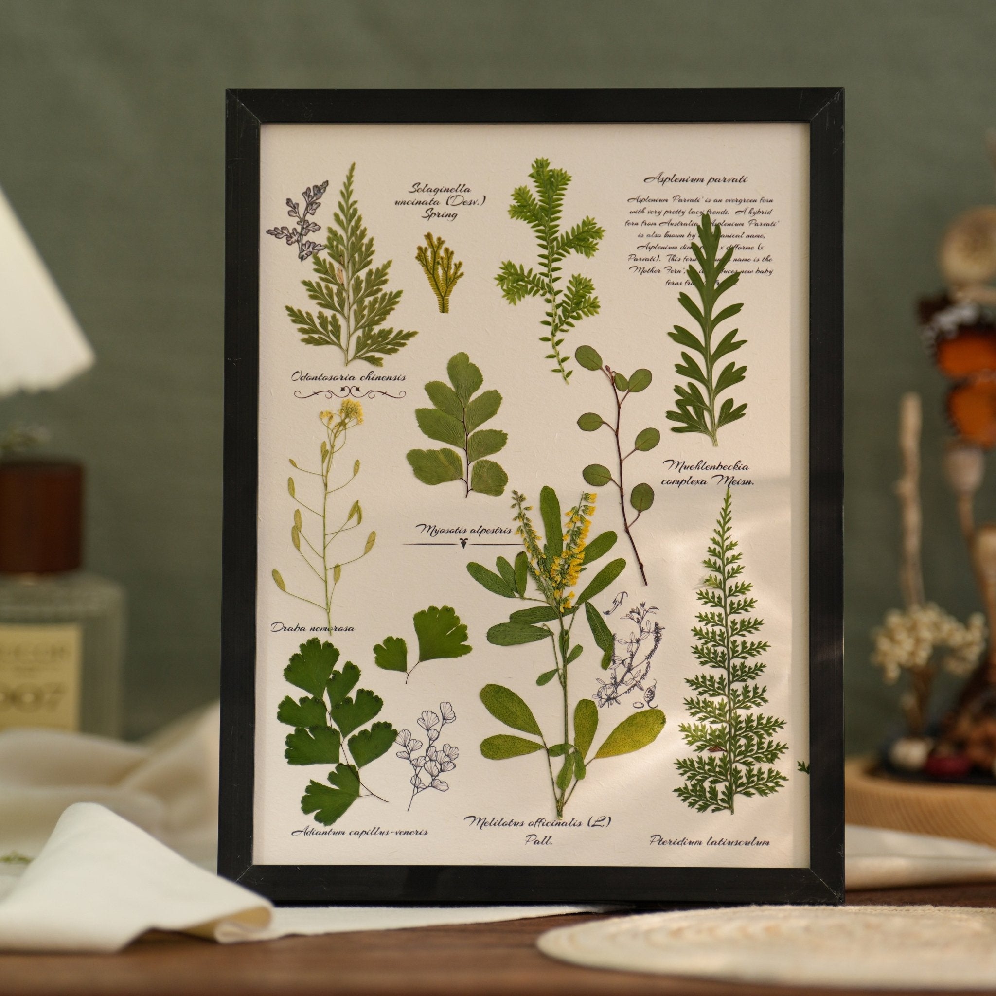 "The Botanist’s Journal" - Real Pressed Flower & Foliage Art Frames (4 Themes)