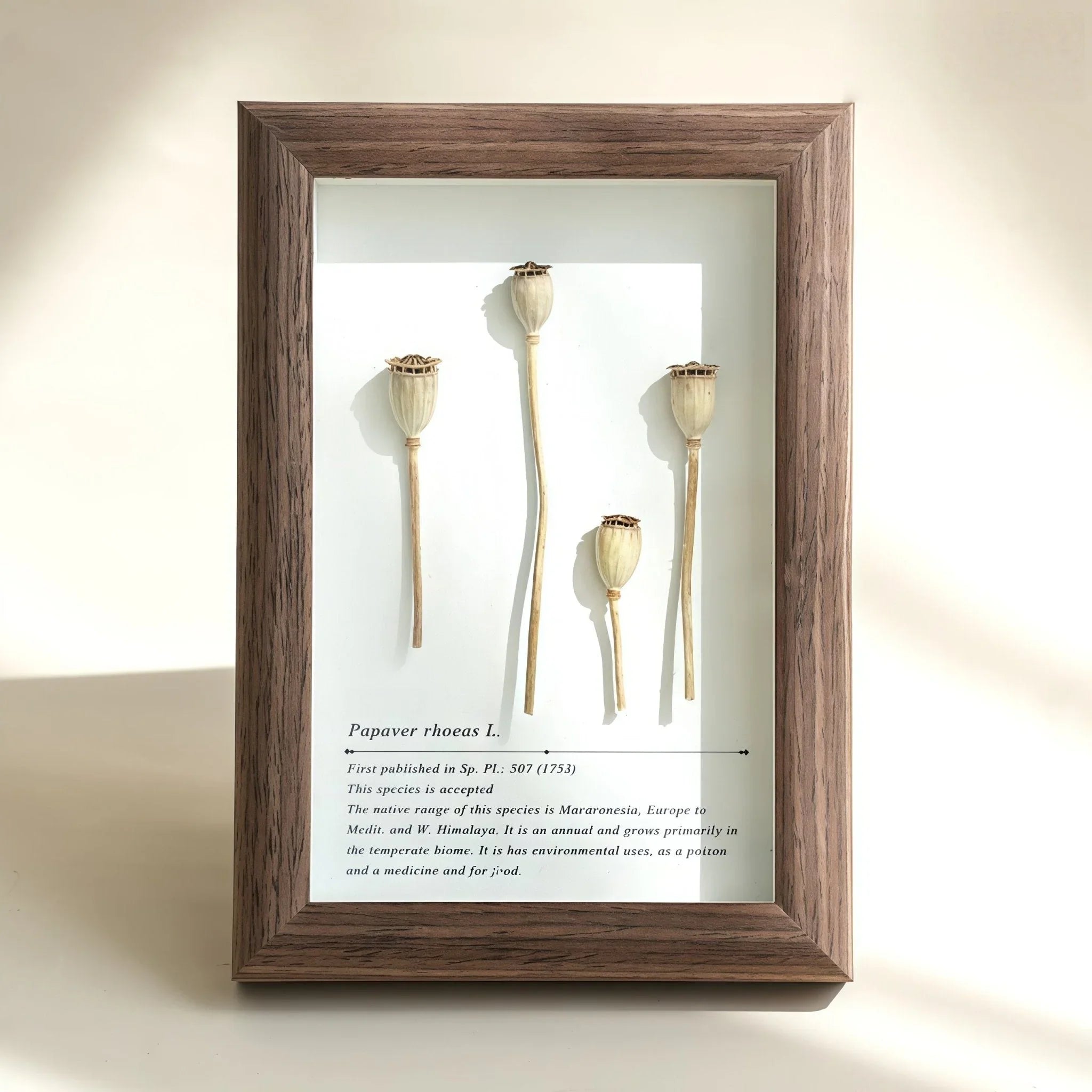 "The Landscape Garden"  Real Flower Shadow Box