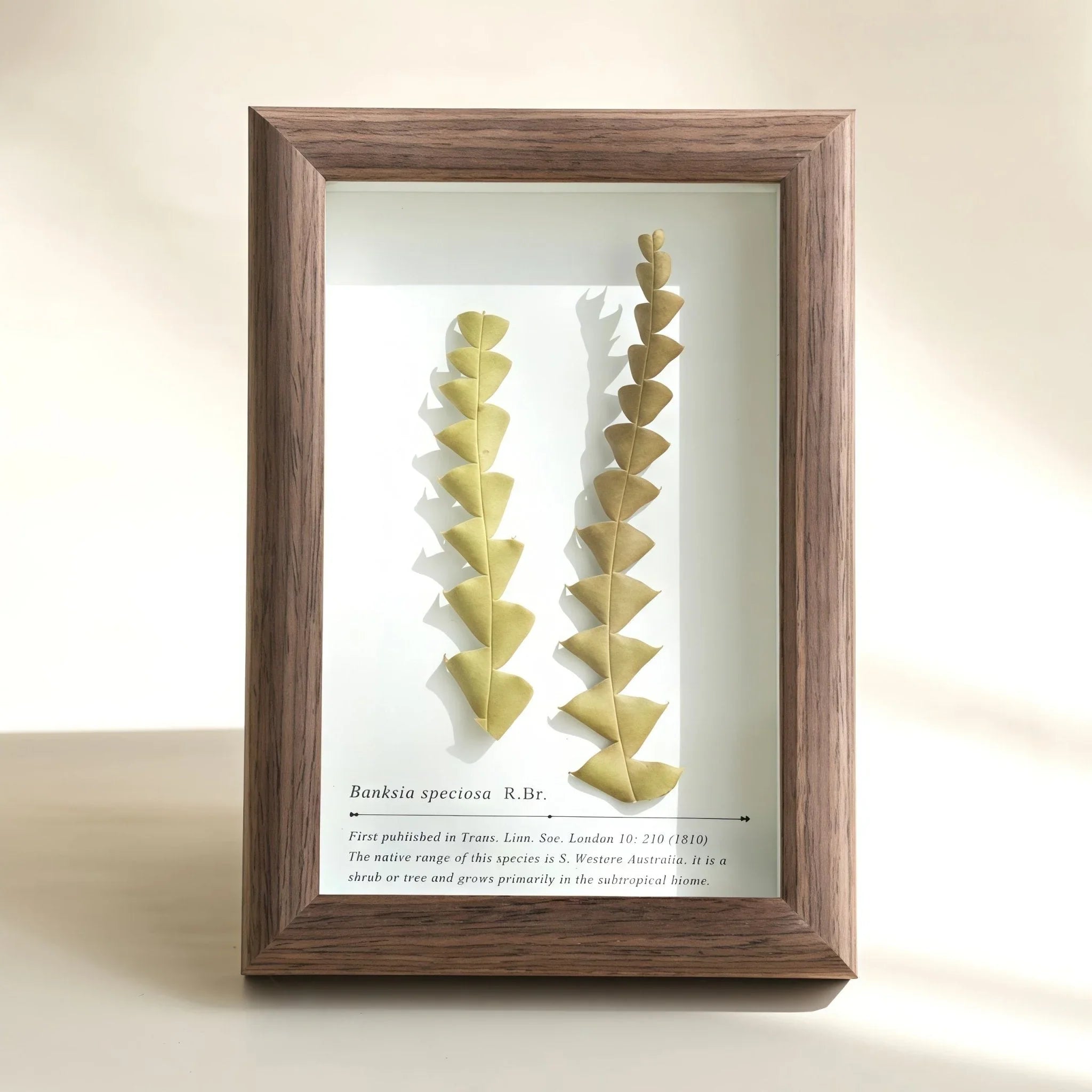"The Landscape Garden"  Real Flower Shadow Box