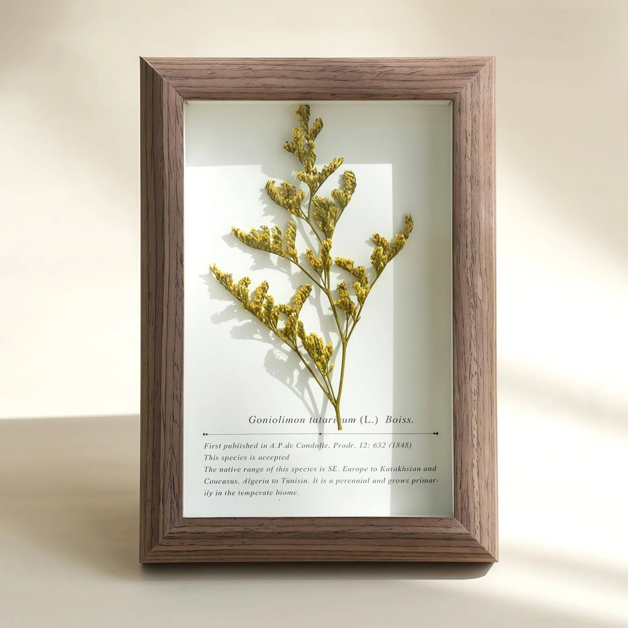 "The Landscape Garden"  Real Flower Shadow Box