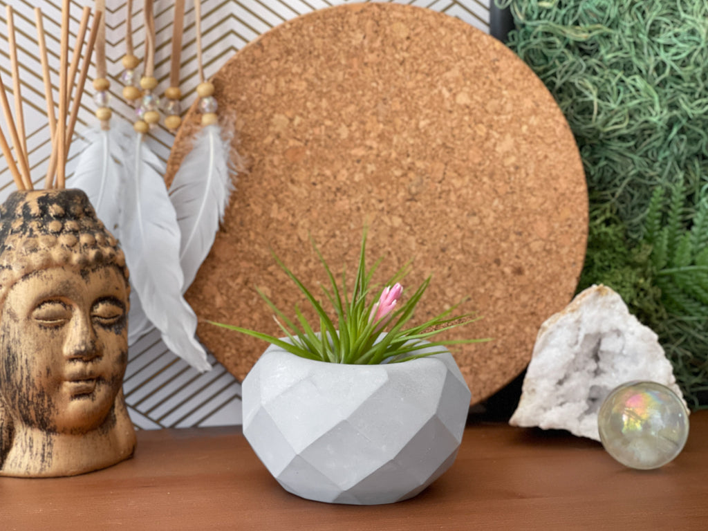 Geometric Air Plant Holder AURA 8 HOME