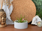 Scandinavian Air Plant Holder | Succulent Planter AURA 8 HOME