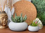 Modern Air Plant Holder AURA 8 HOME