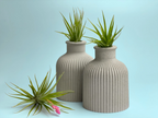 Fat Mini Vase | Air Plant Holder, back view - House Of Avana