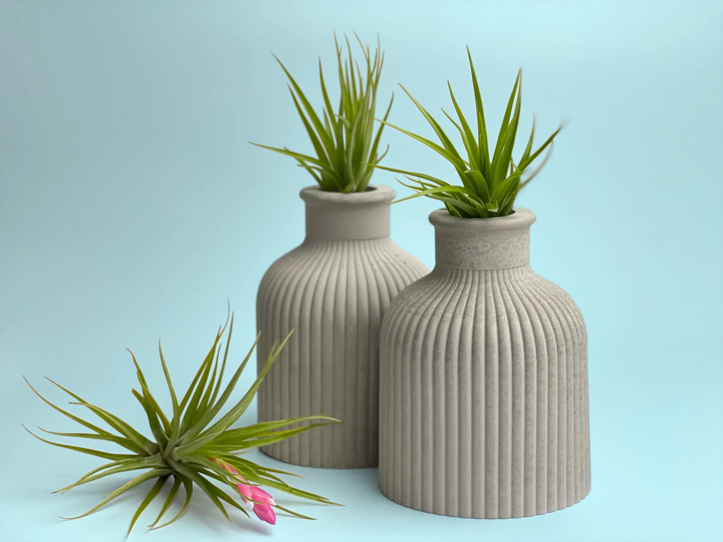 Fat Mini Vase | Air Plant Holder, back view - House Of Avana