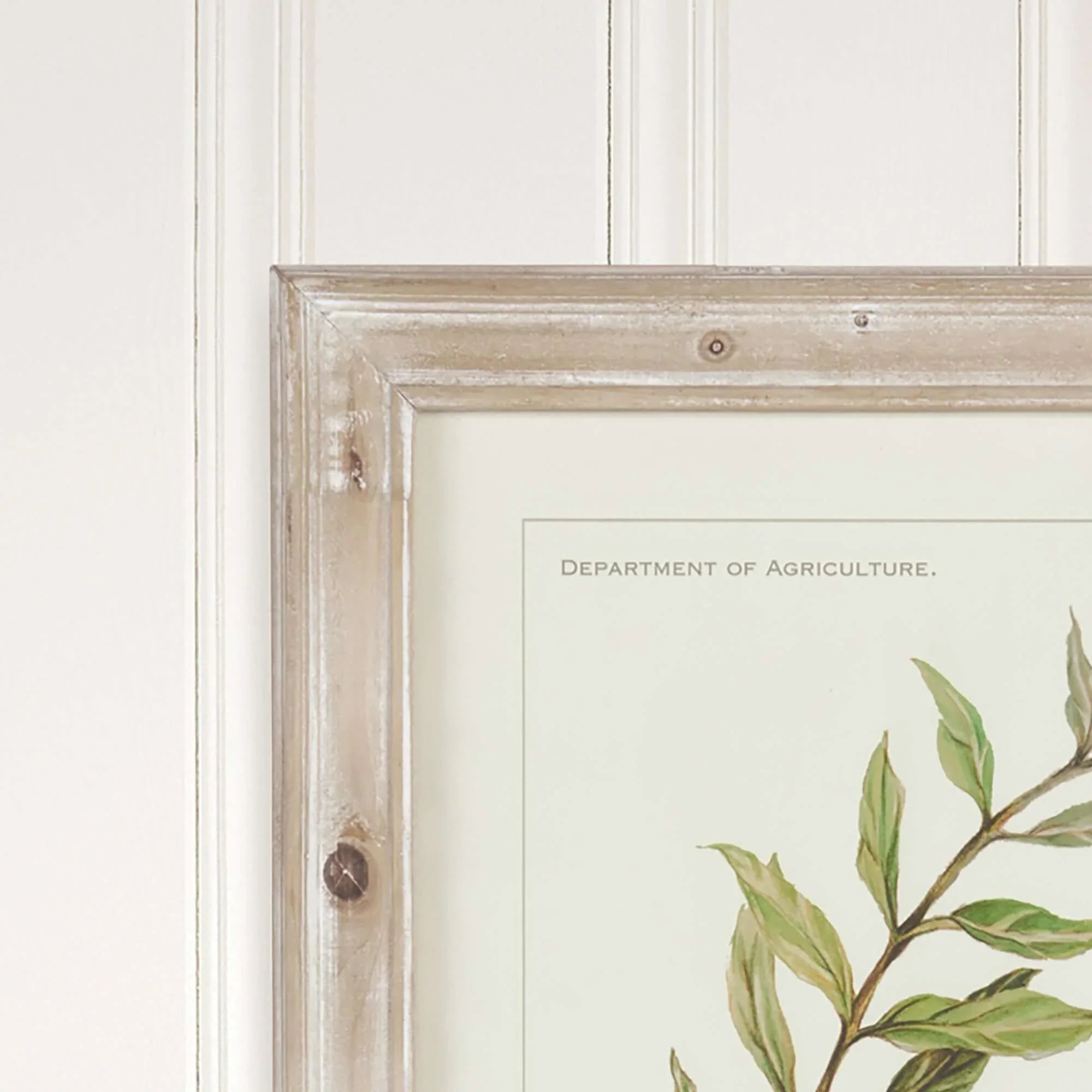 Vintage Botanical Olive Prints with Whitewashed Wood Frames (Set of 4) Vintage Shopper