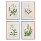 White framed vintage plant illustrations, set of 4 prints on paper - House of Avana