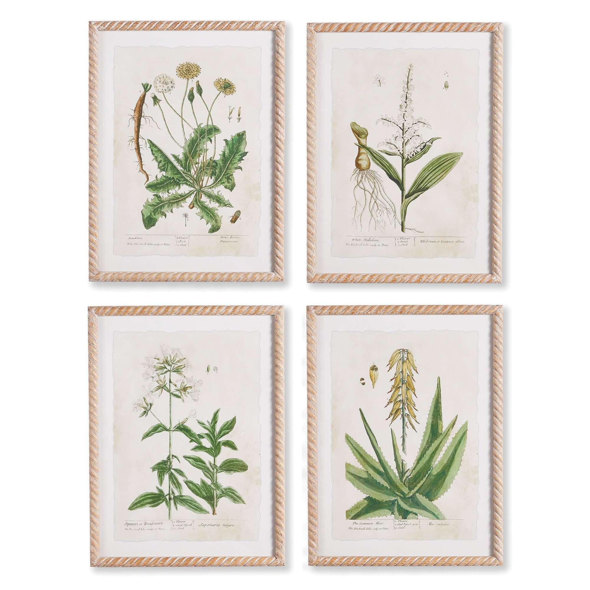 White framed vintage plant illustrations, set of 4 prints on paper - House of Avana