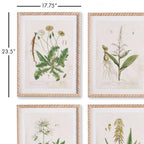 White framed vintage plant illustrations, set of 4 prints on paper - House of Avana