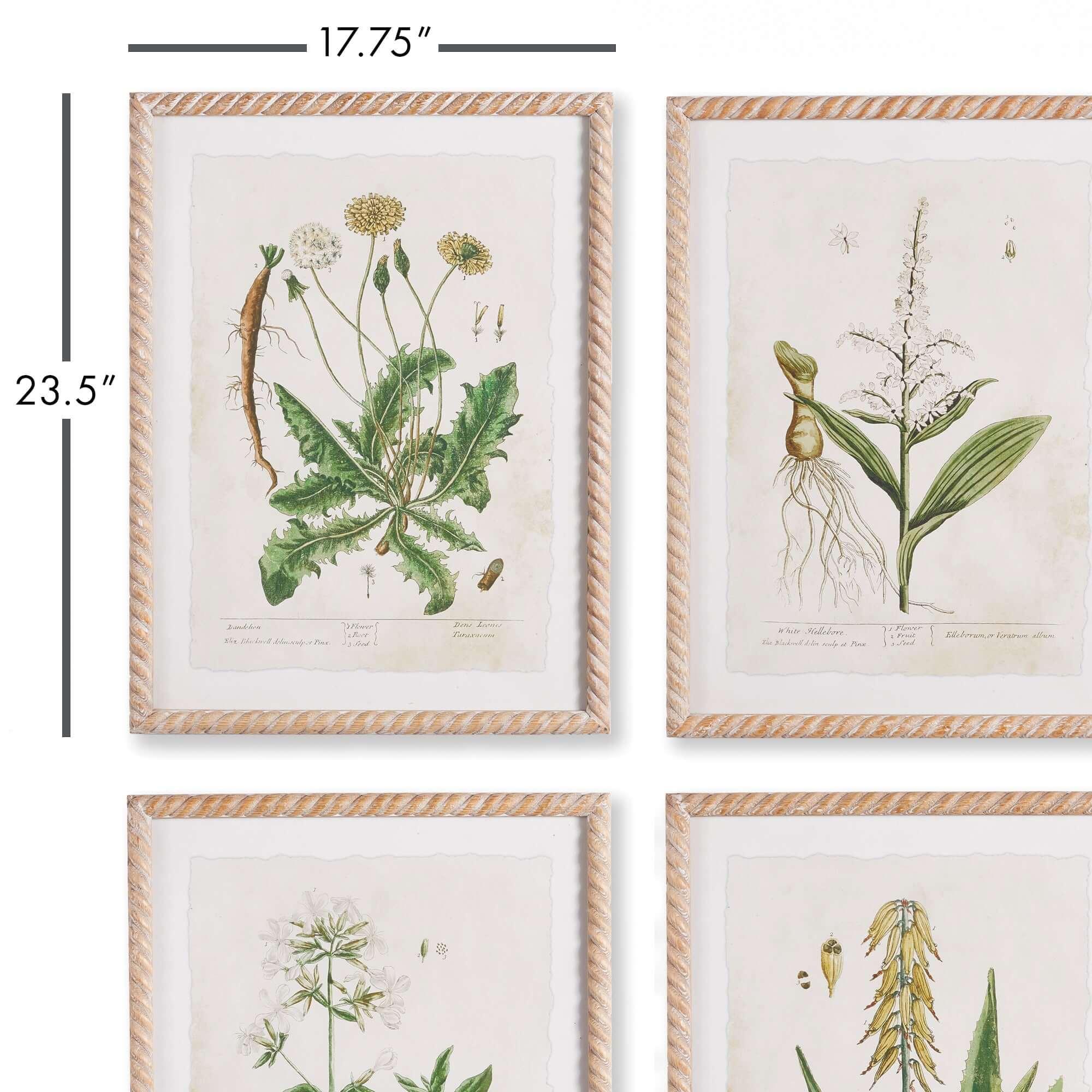 White framed vintage plant illustrations, set of 4 prints on paper - House of Avana