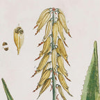 White framed vintage plant illustrations, set of 4 prints on paper - House of Avana