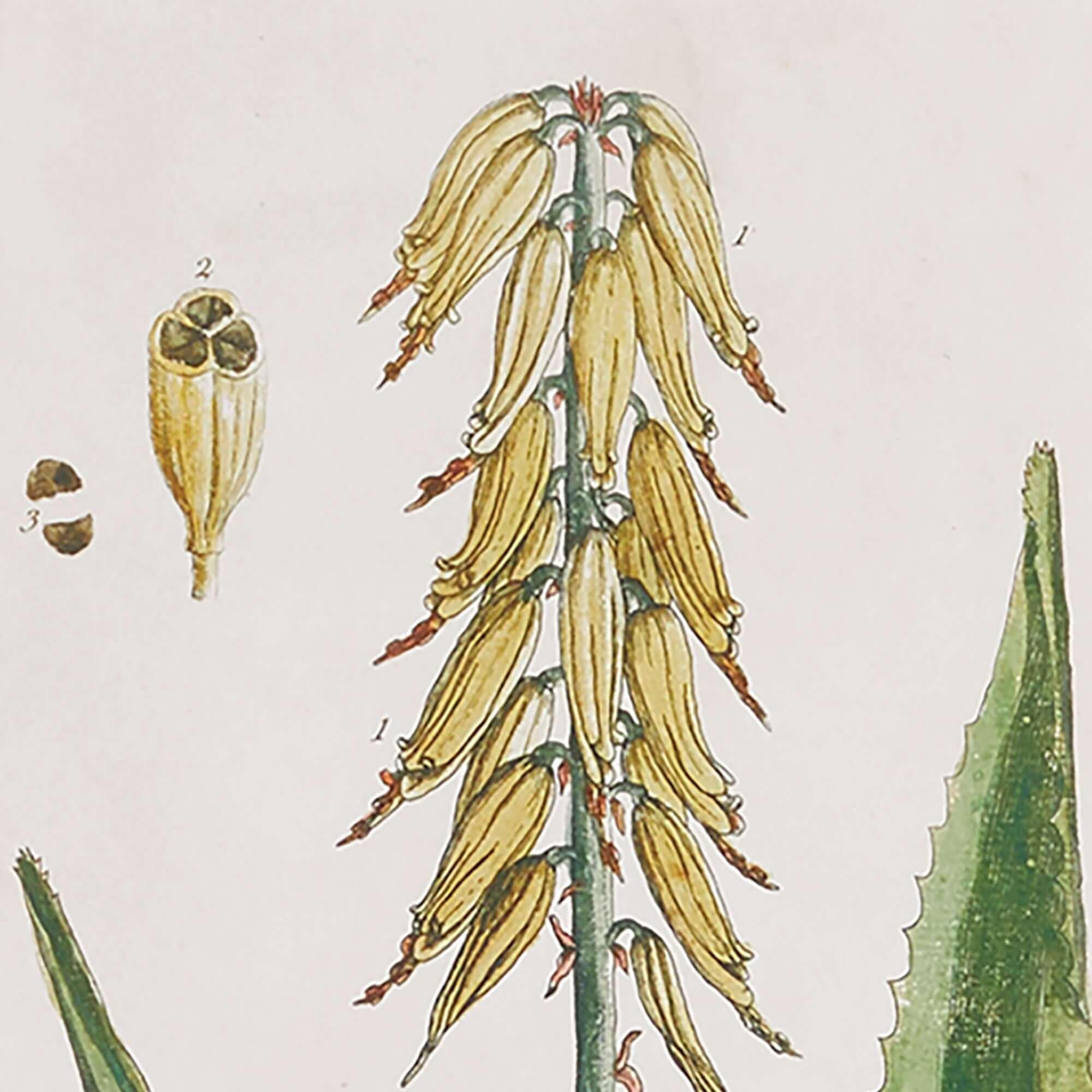 White framed vintage plant illustrations, set of 4 prints on paper - House of Avana