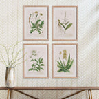 White framed vintage plant illustrations, set of 4 prints on paper - House of Avana