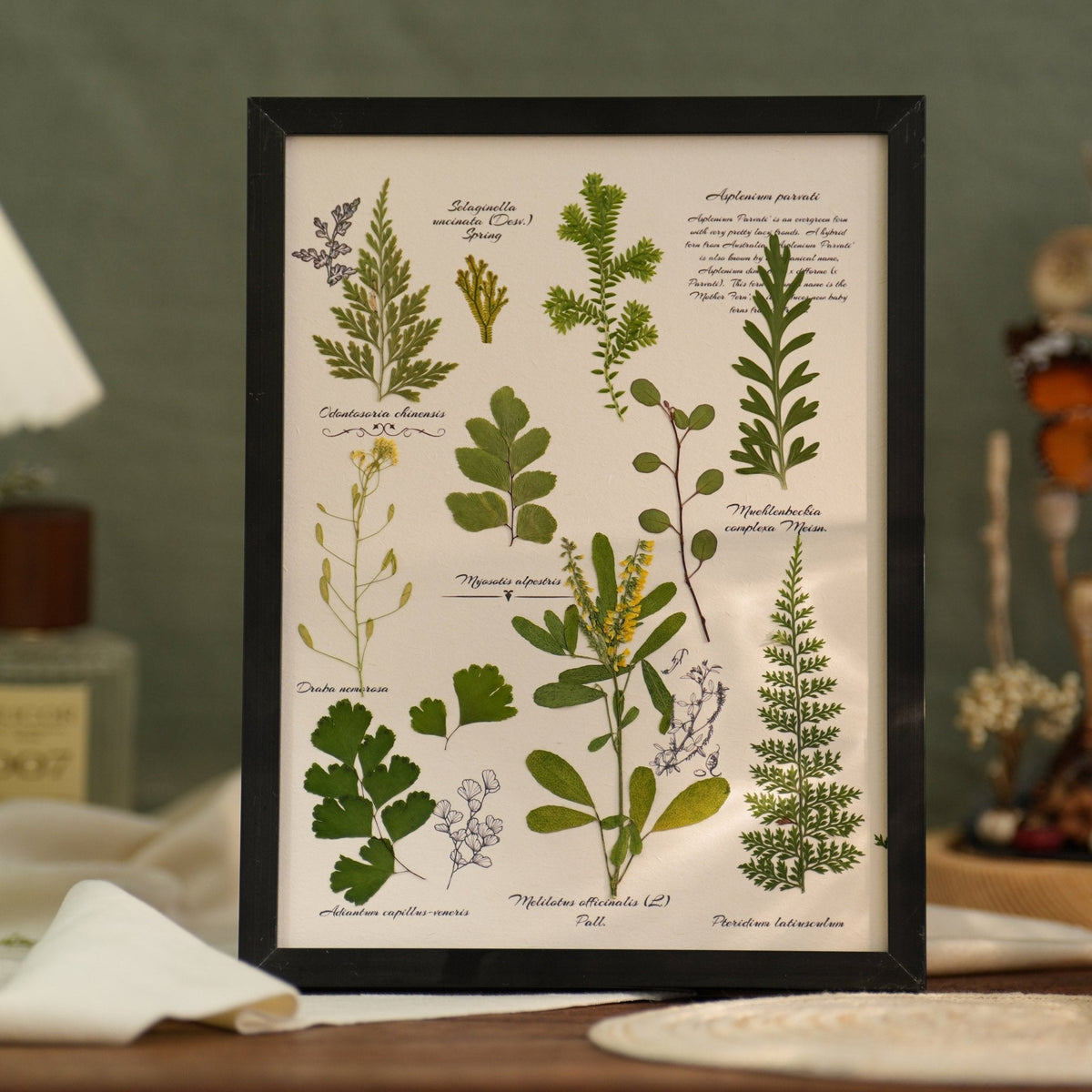 "The Botanist's Journal" Pressed Flower Art Frame