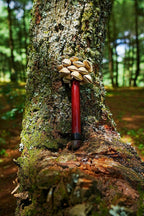 Chacha Oleander Seed Pod Shaker | Handmade Wooden Handle Rainforest Instrument