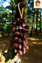 Hand Bell | Juju Duckfoot Vine Seed Shaker