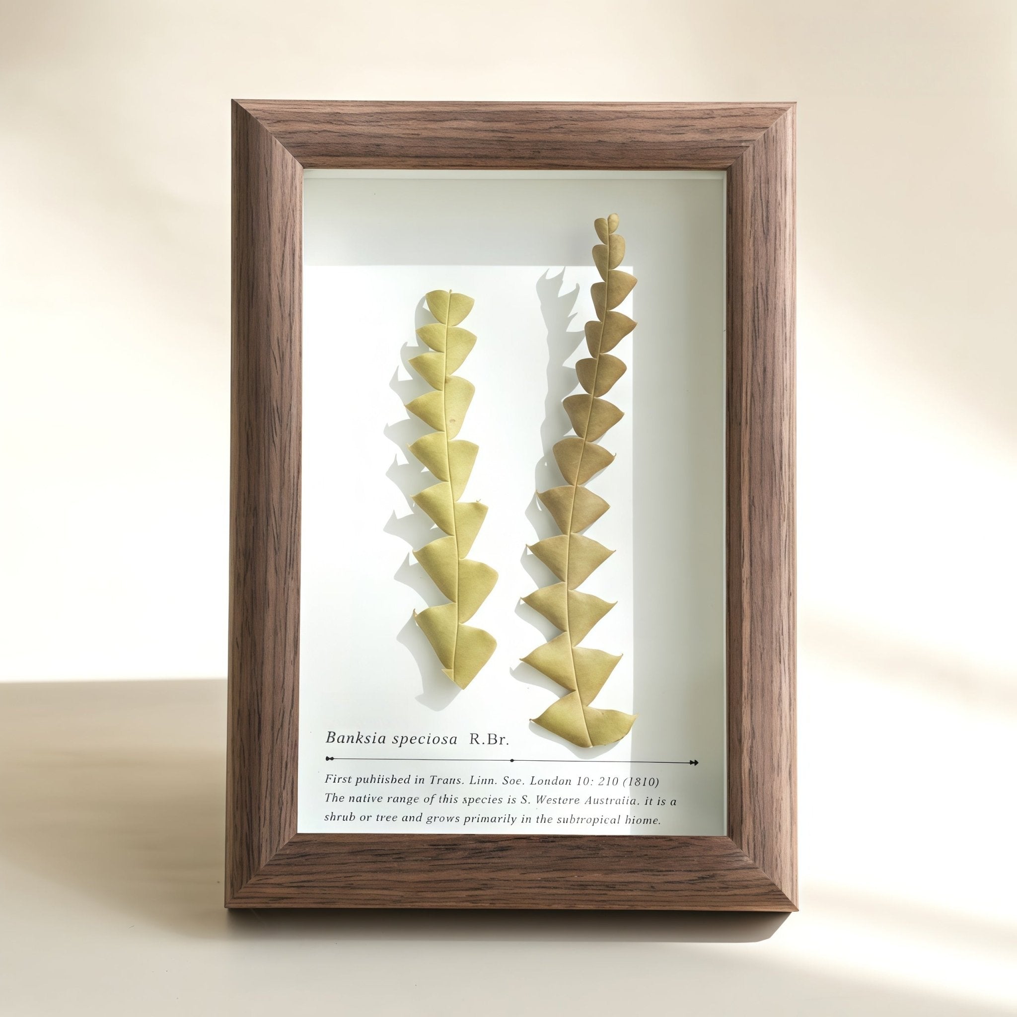 "The Landscape Garden"  Real Flower Shadow Box