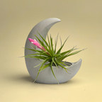Glass Air Plant Holder with Moon Shape Design, front view - House Of Avana