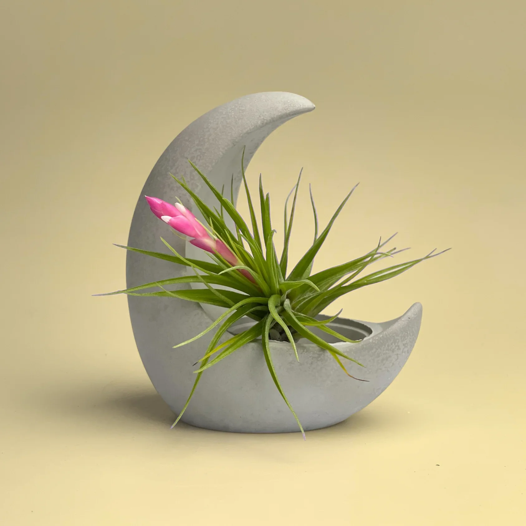 Glass Air Plant Holder with Moon Shape Design, front view - House Of Avana