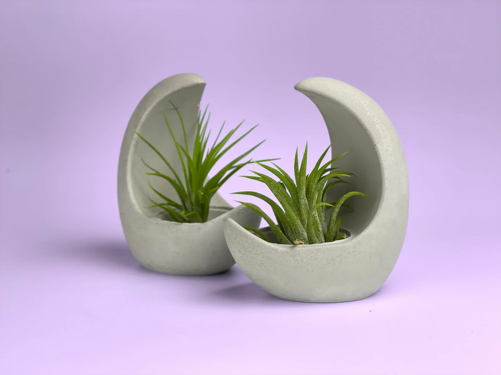 Glass Air Plant Holder with Moon Shape Design, lifestyle image - House Of Avana