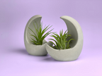 Glass Air Plant Holder with Moon Shape Design, lifestyle image - House Of Avana
