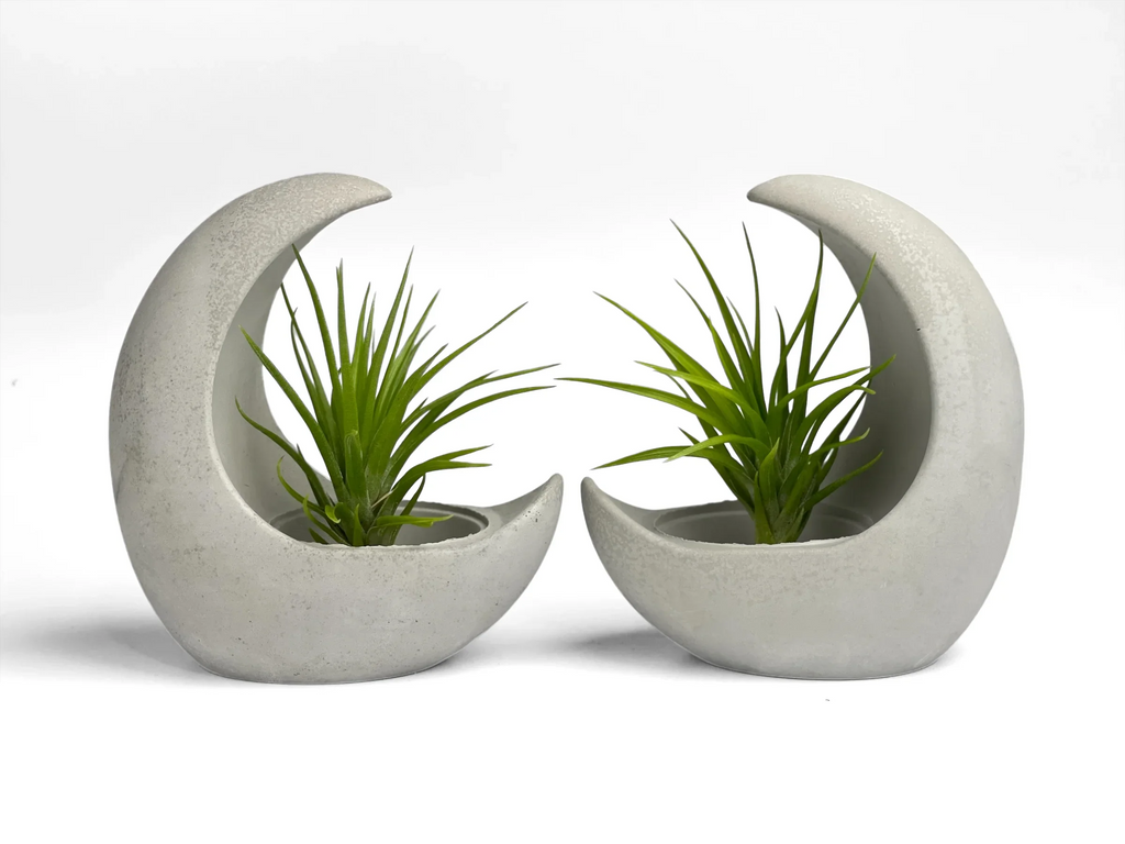 Glass Air Plant Holder with Moon Shape Design, top view - House Of Avana